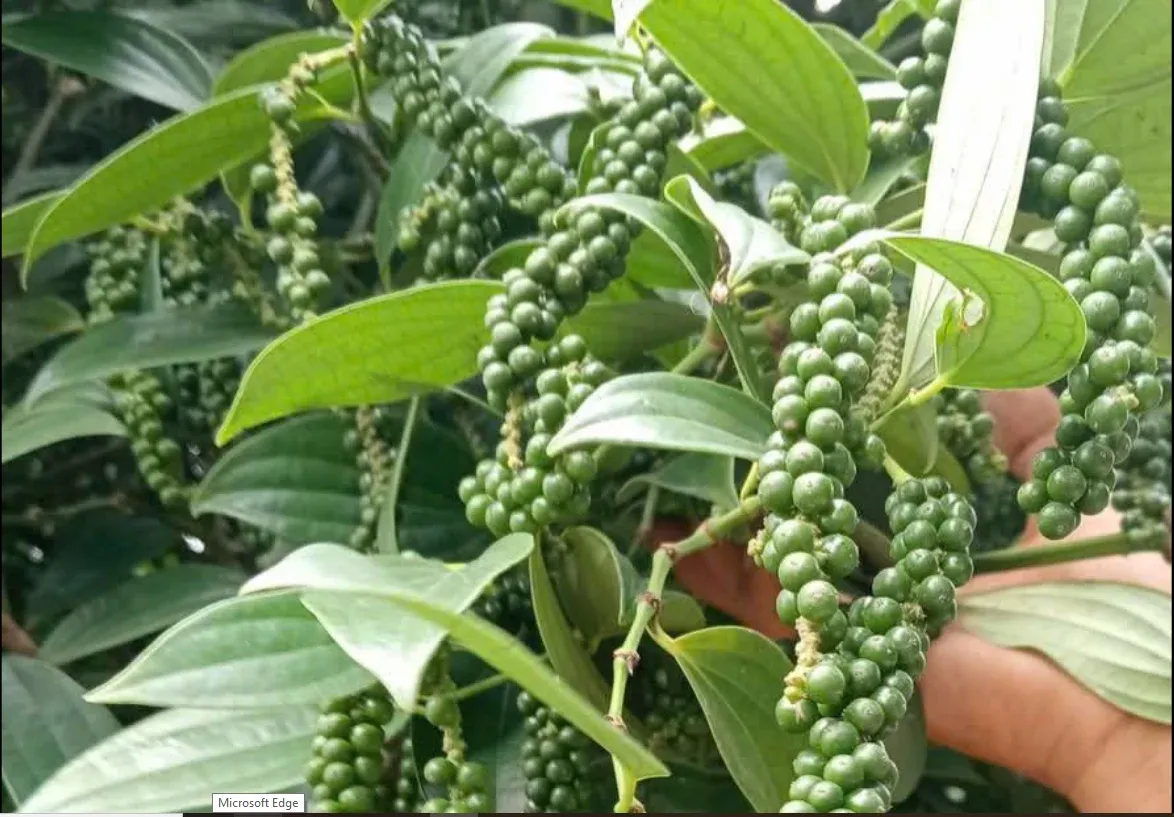 Giá tiêu ngày hôm nay 18/10/2026: Giá tiêu bình ổn mức 140.000 đồng/kg, dự báo ngắn hạn tiếp tục đi ngang