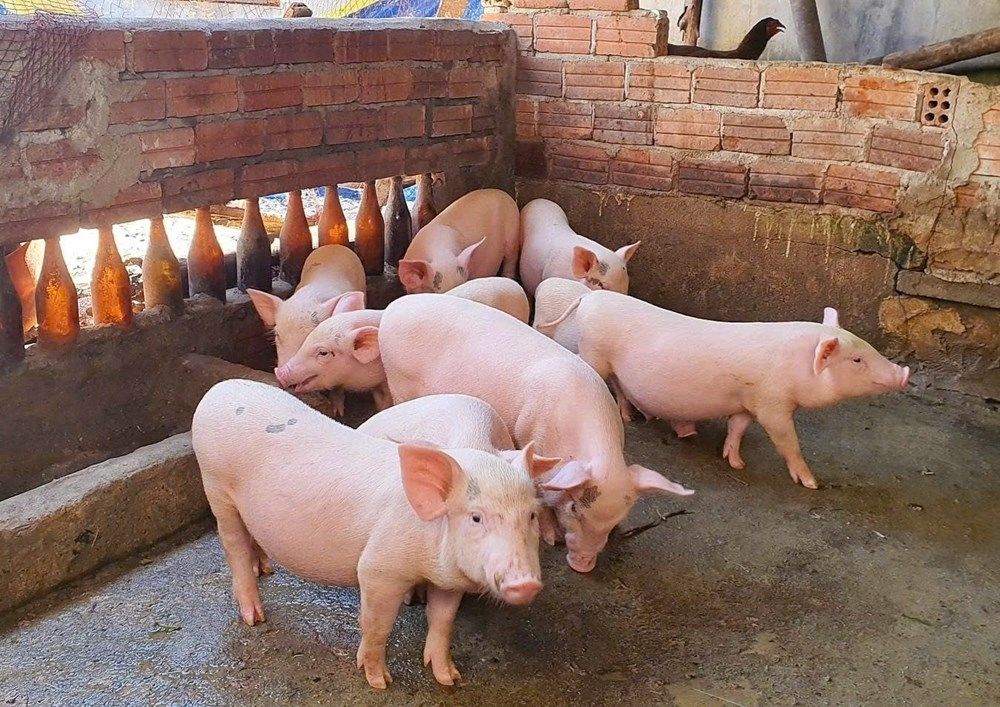 Giá heo hơi ngày hôm nay 28/10/2026: Dự báo tiếp tục giảm ở ba miền