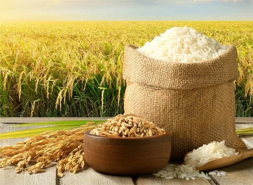 Giá gạo ngày hôm nay 26/10/2026: Gạo Việt đắt hơn Ấn Độ, xuất khẩu giảm 10,9%