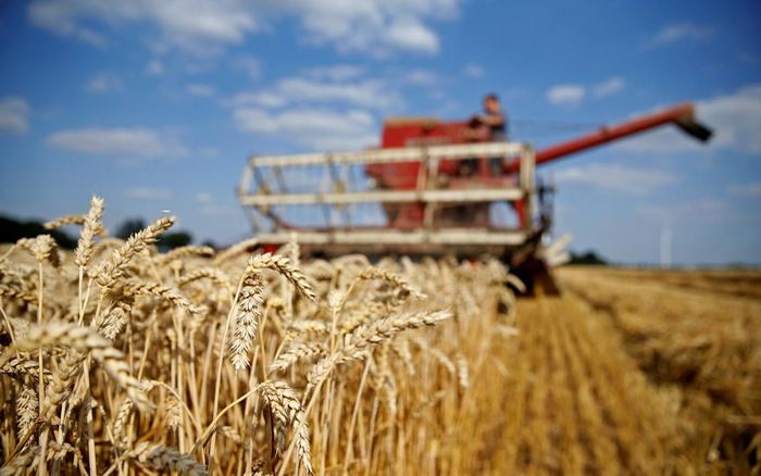 Giá lúa mì thế giới giảm 8 tuần liên tiếp, áp lực nguồn cung gia tăng