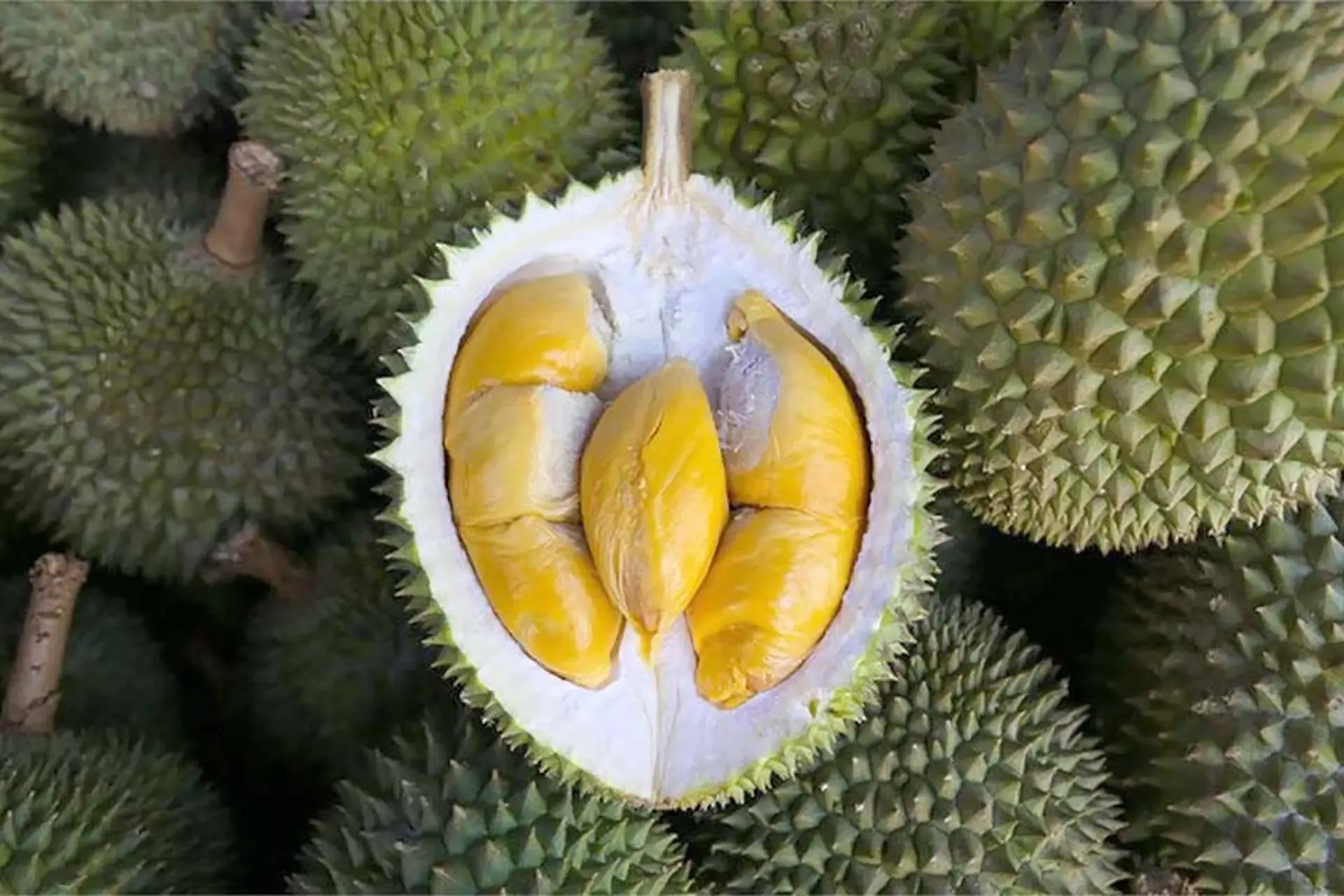 musang king 24.10.webp