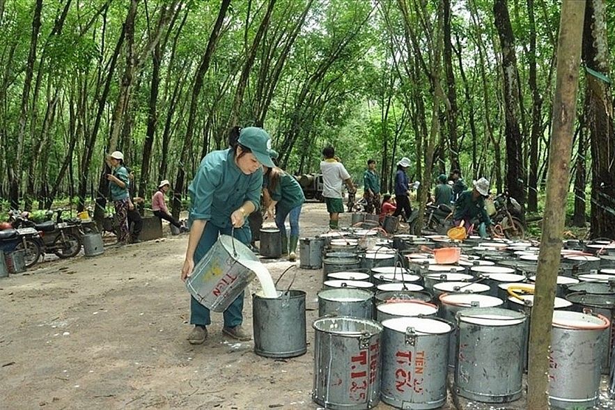 Giá cao su ngày hôm nay 16/10/2026: SHFE giảm hơn 3%, SGX mất tới 3,21%