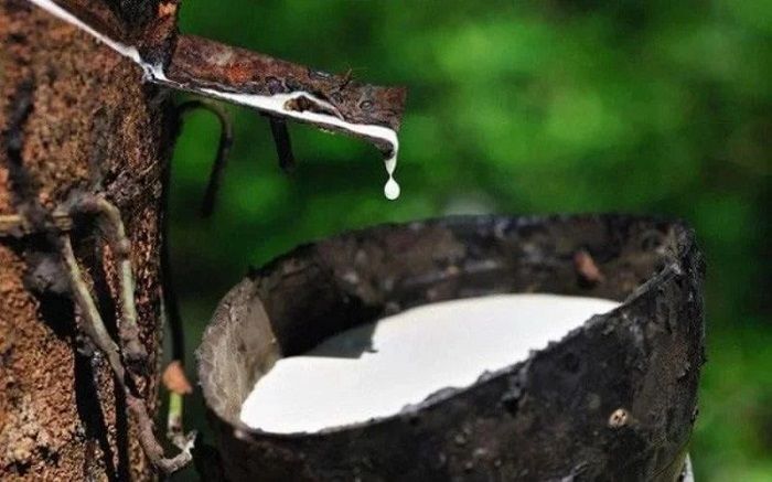 Giá cao su ngày hôm nay 27/10/2026: SHFE và SGX đồng loạt giảm