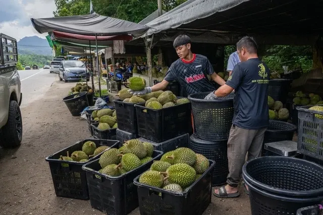 sầu riêng malaysia 21.10.webp
