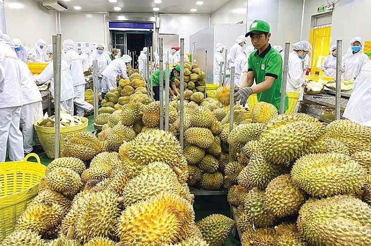 Giá sầu riêng ngày hôm nay 15/10/2026: Sầu Thái loại A chạm mốc 105.000 đồng/kg, kỳ vọng nào cho xuất khẩu sầu riêng Việt Nam.