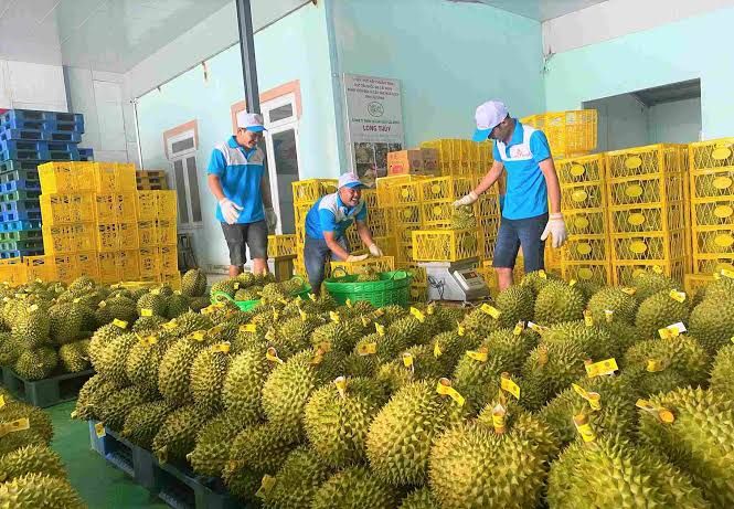 xuất khẩu sầu 22.10.jfif