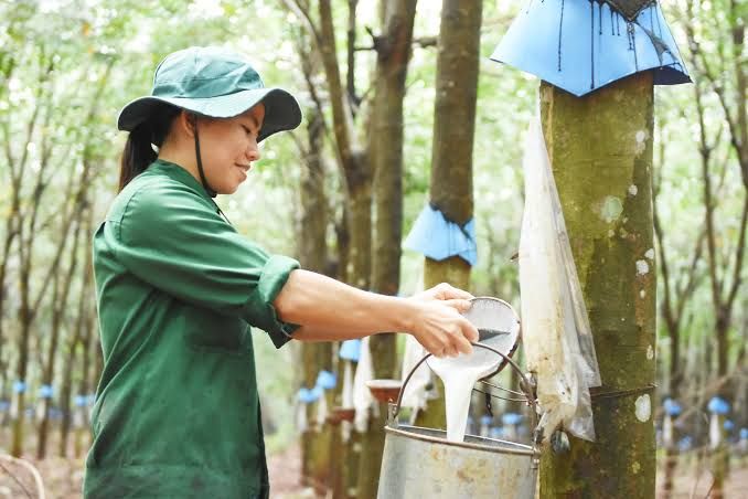 Giá cao su hôm nay 8/9/2026: Sàn Singapore tăng tới 4,69%, thị trường châu Á đồng loạt đi lên