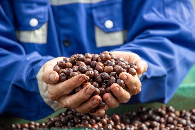 Giá cà phê hôm nay 5/9/2026: Cà phê đồng loạt giảm, mốc 95.000 đồng/kg bị bỏ xa