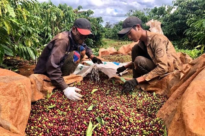 Giá cà phê hôm nay 9/9/2026: Tây Nguyên đứng giá, arabica mất tới 6,2%