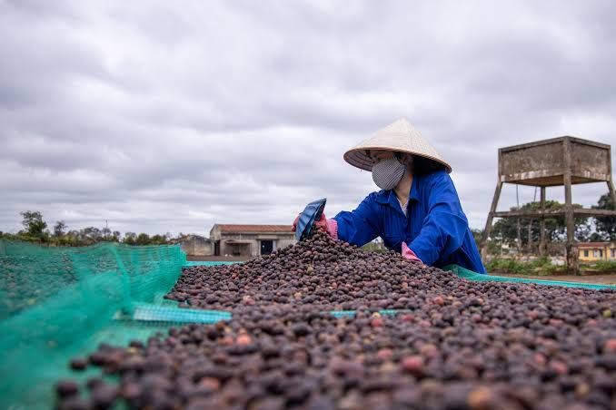 Giá cà phê ngày hôm nay 22/9: Tây Nguyên đồng loạt dưới 94.000 đồng/kg, Robusta giảm gần 4%