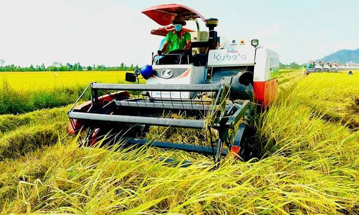 Thị trường lúa gạo ngày 14/8: Gạo xuất khẩu tăng nhẹ, giao dịch trong nước chậm