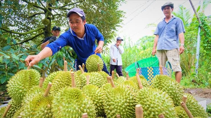 Giá sầu riêng hôm nay 8/8: Hàng đẹp neo giá cao, thị trường chưa có biến động lớn