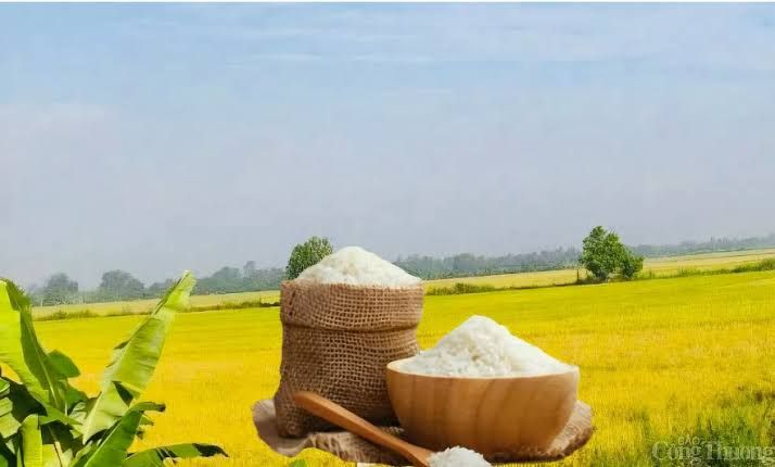 Giá lúa gạo hôm nay 8/9/2026: Lúa tươi đi ngang, sức mua vẫn yếu