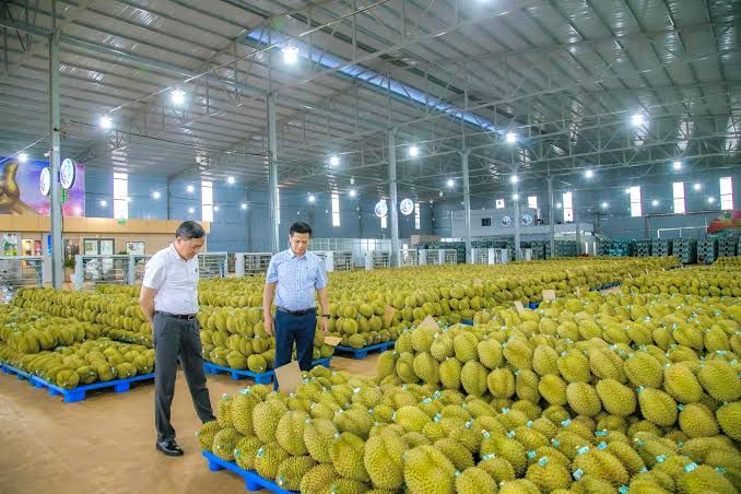 Giá sầu riêng ngày hôm nay 16/9: Dòng tiền tập trung vào sầu Thái đẹp, thị trường chưa tăng đồng loạt