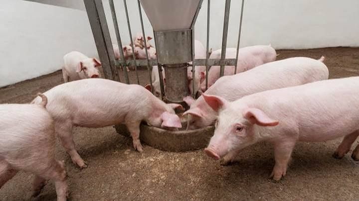 Giá heo hơi hôm nay 3/8: Nhiều địa phương giảm giá, mốc 60.000 đồng/kg xuất hiện trở lại