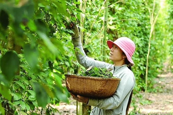 Giá tiêu ngày hôm nay 18/9: Việt Nam giữ giá xuất khẩu tiêu đen 6.070 - 6.130 USD/tấn