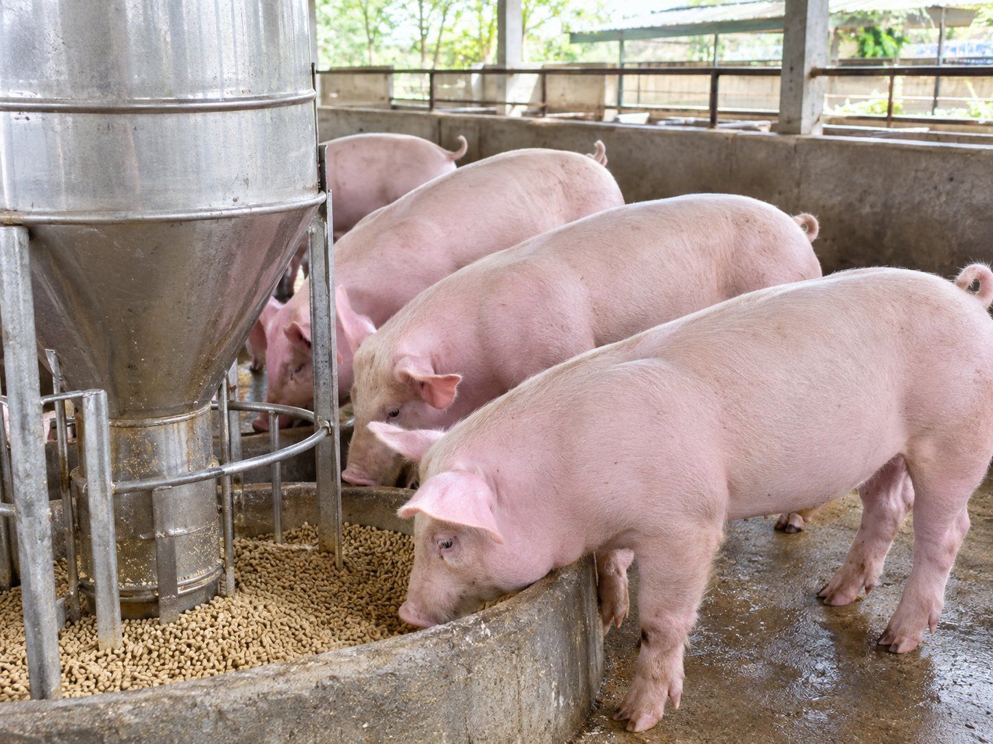 Giá heo hơi ngày hôm nay 23/9: Miền Bắc và miền Nam cùng tăng, cao nhất 60.000 đồng/kg