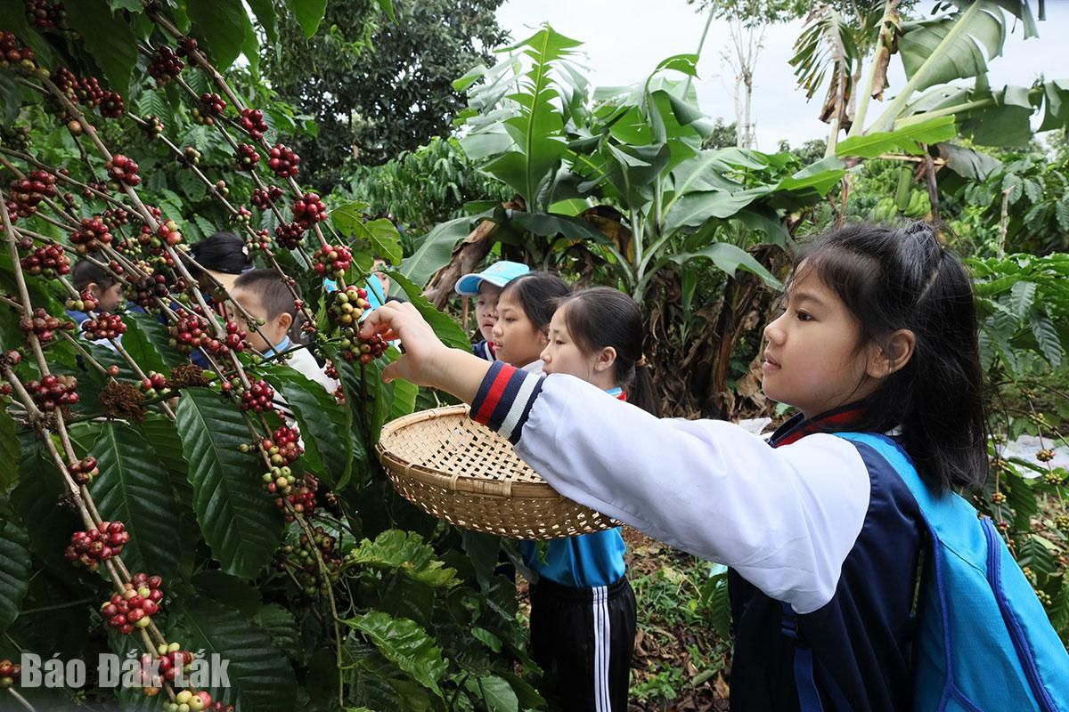 Giá cà phê ngày hôm nay 3/10/2026: Robusta vượt 3.400 USD/tấn, giá trong nước bật tăng