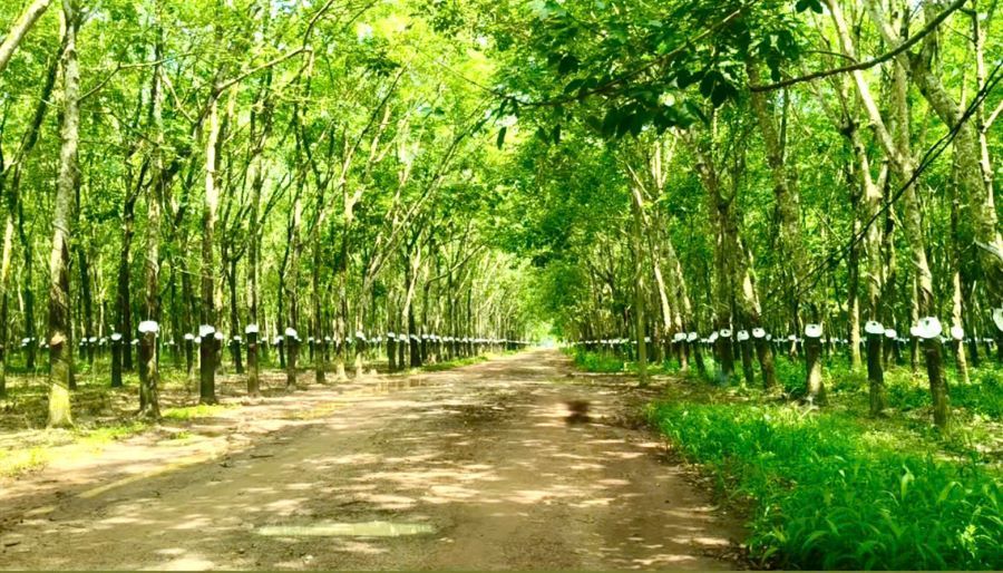 Giá cao su hôm nay 13/8: Nhật Bản bật tăng theo giá dầu