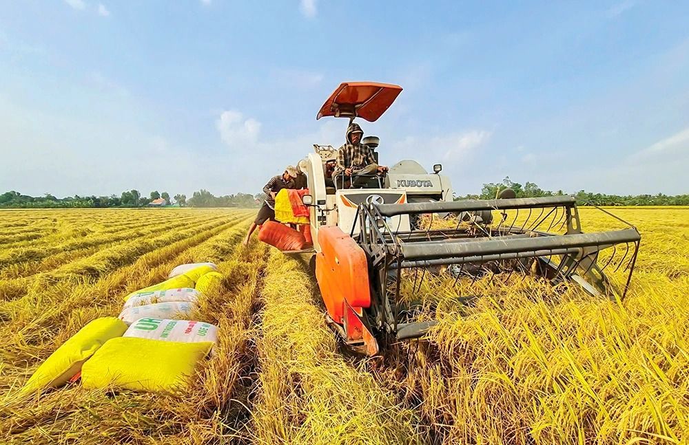 Giá lúa gạo ngày hôm nay: 19/9: Lúa tươi đi ngang, Jasmine Việt Nam giảm 6 USD/tấn