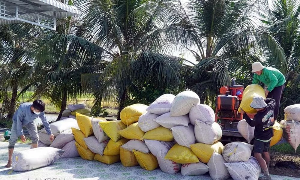 Giá lúa gạo ngày hôm nay 6/10/2026: OM 18, Đài Thơm 8 giữ mức 6.100 - 6.300 đồng/kg