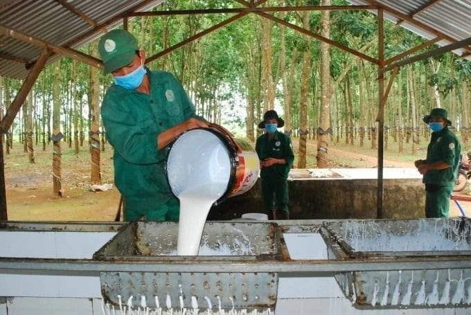 Giá cao su ngày hôm nay 16/9/2026: Hầu hết kỳ hạn đồng loạt giảm, có nơi mất gần 2%