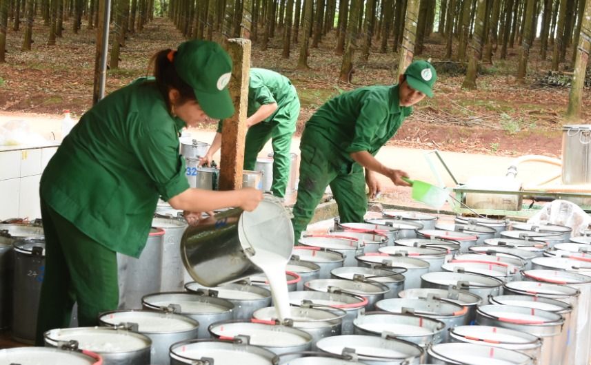 Giá cao su ngày hôm nay 14/10/2026: SHFE tăng tới 2,45%, SGX phân hóa giữa các kỳ hạn