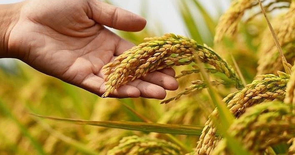 Giá lúa gạo ngày hôm nay 30/9/2026: Jasmine và gạo 5% tấm cùng giảm, thị trường trong nước vẫn ổn định