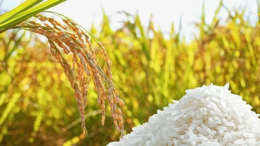 Ngày 18/8: Giá lúa gạo tại Đồng bằng sông Cửu Long sáng đầu tuần ít biến động