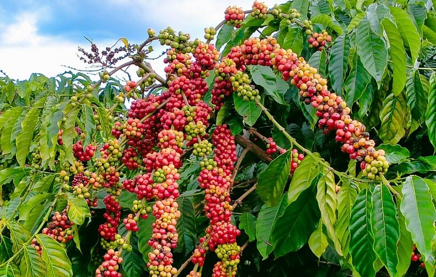 Giá cà phê hôm nay 3/7: Tiếp tục tăng, cập nhật 92.400 đ/kg