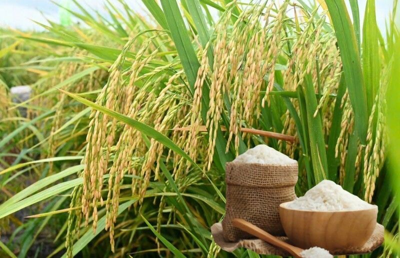 Giá lúa gạo hôm nay 24/7: Thị trường Đồng bằng sông Cửu Long ổn định, giao dịch diễn ra đều