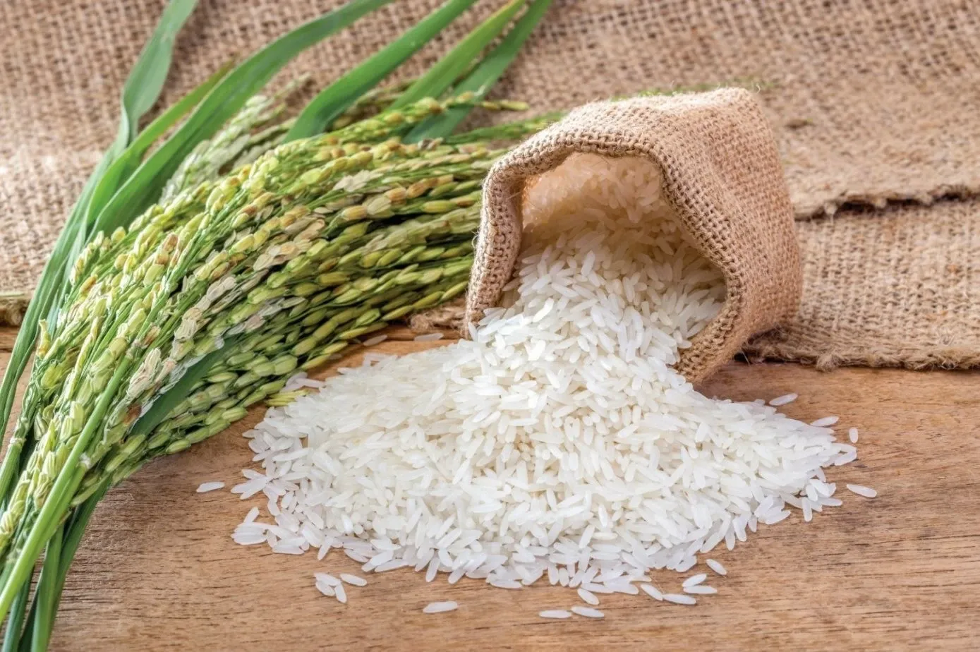 Ngày 27/8: Giá lúa gạo tại Đồng bằng sông Cửu Long biến động