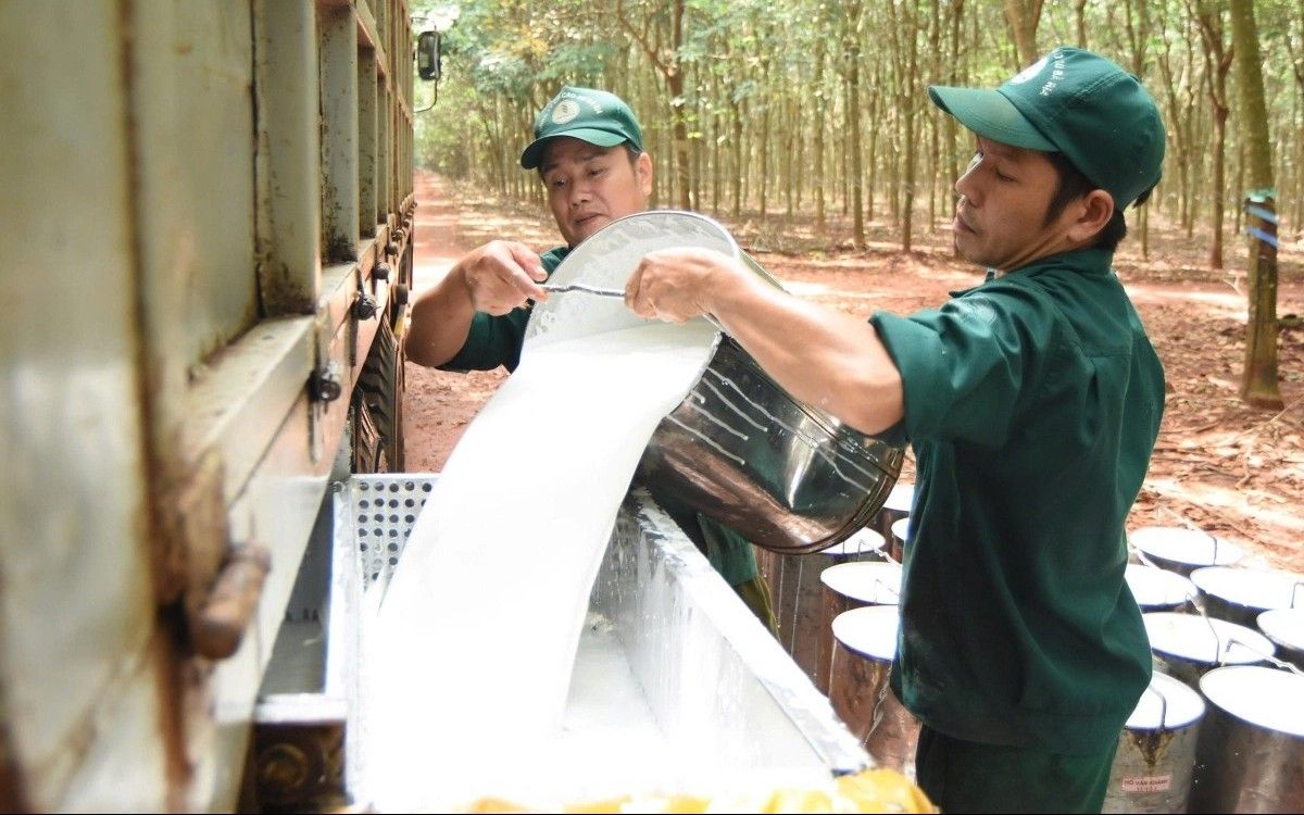 Giá cao su ngày hôm nay 29/9/2026: SHFE tăng mạnh, TOCOM biến động trái chiều