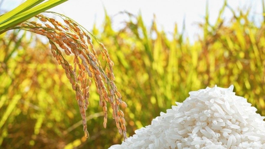 Ngày 3/8: Giá lúa gạo tại Đồng bằng sông Cửu Long bình ổn sáng đầu tuần