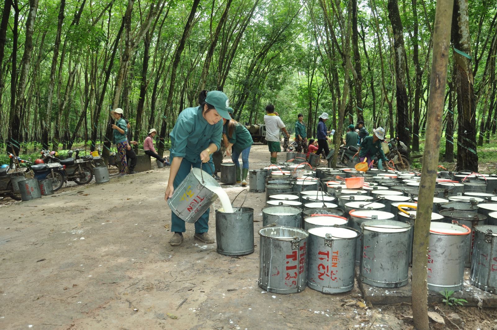 Phân tích cổ phiếu PHR: CTCP Cao su Phước Hòa