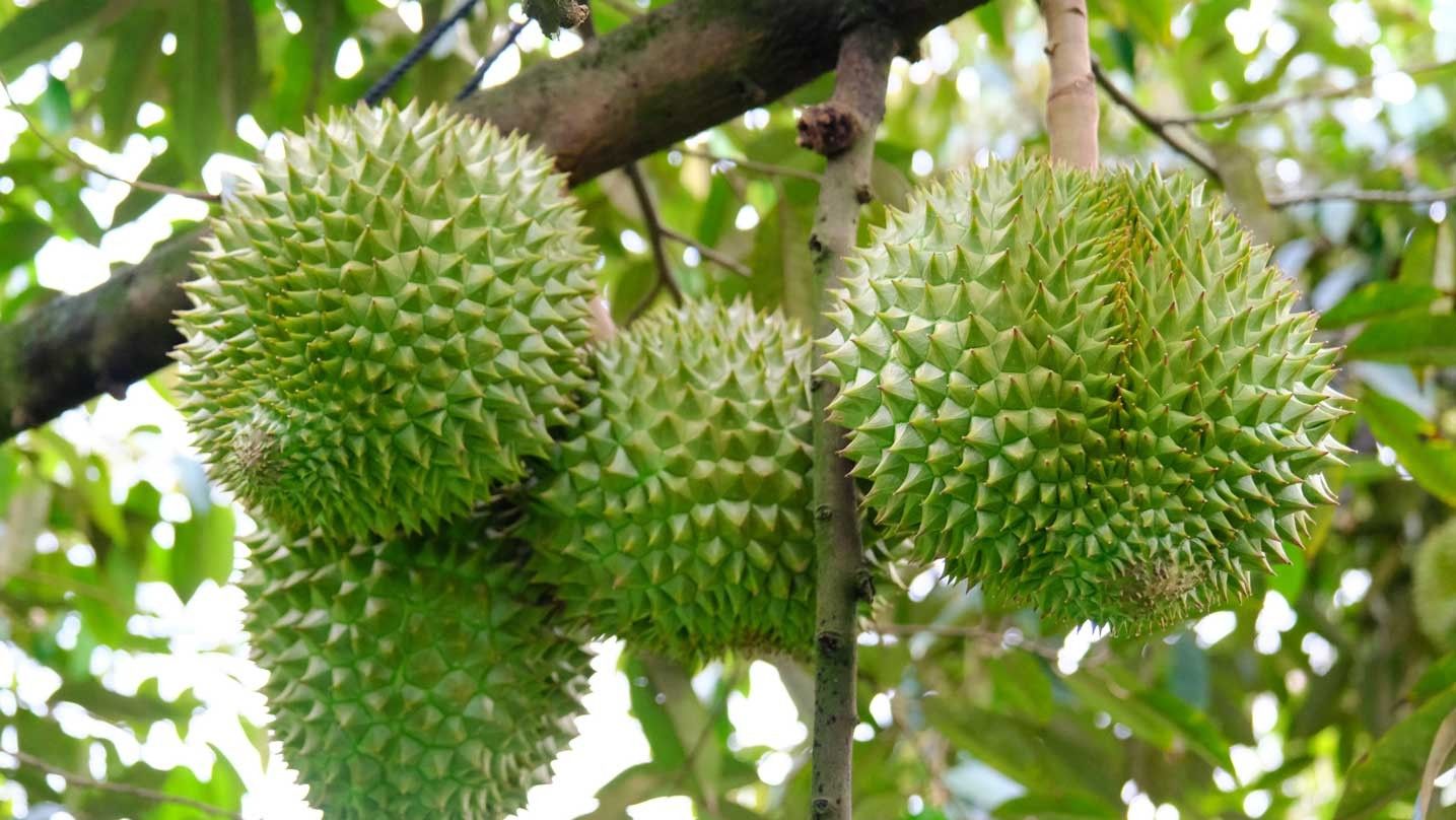 Giá sầu riêng ngày 1/8: khởi sắc, thị trường giao dịch tích cực hơn