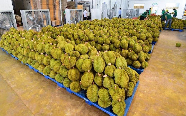Giá sầu riêng hôm nay 29/8/2026: Hàng đẹp tại Tây Nguyên nổi bật, chênh lệch giá ngày càng rõ