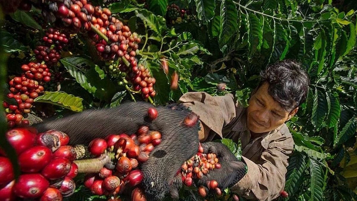 Giá cà phê ngày hôm nay 30/9/2026: Thị trường trong nước ổn định, Robusta và Arabica cùng giảm