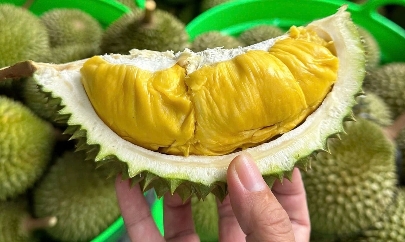 Giá sầu riêng ngày hôm nay 23/9: Sầu Thái Đắk Lắk chạm 100.000 đồng/kg