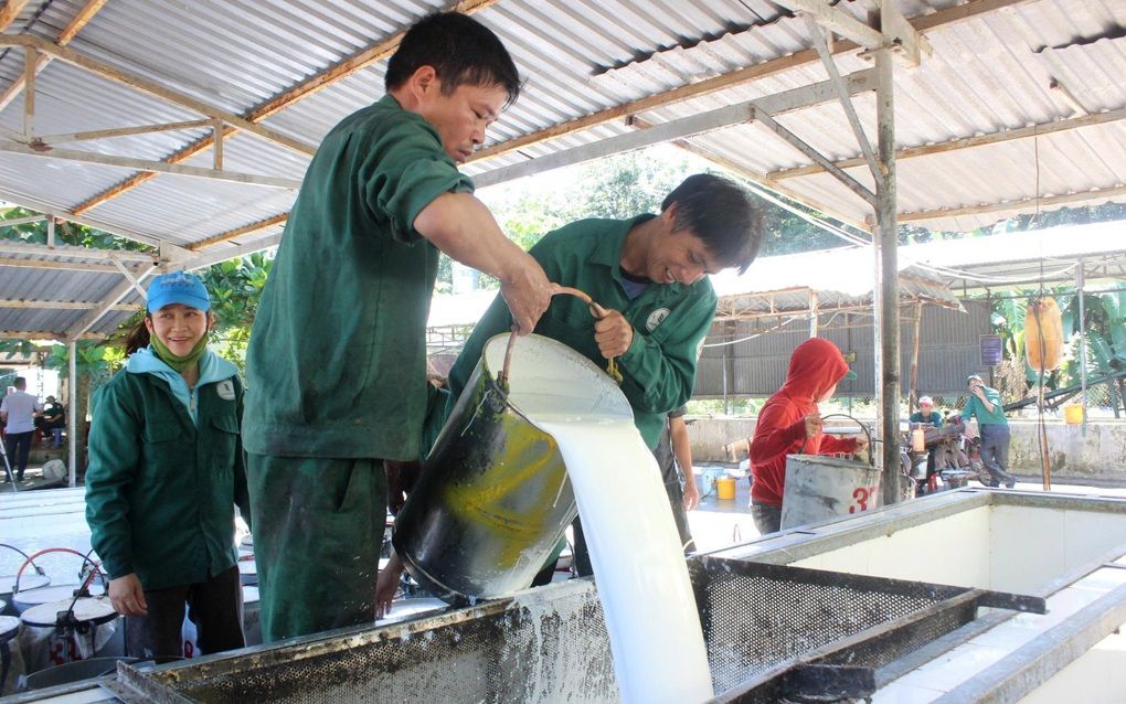 Giá cao su ngày hôm nay 20/9/2026: Thị trường châu Á phân hóa