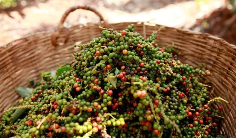 Giá tiêu hôm nay 10/8/ Giảm mạnh cuối tuần, mất mốc 140.000 đồng/kg