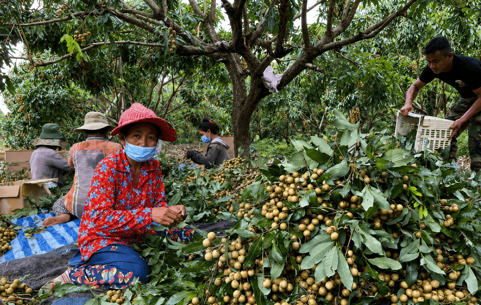 trong-thu-loai-qua-noi-tieng-cua-viet-nam-anh-nong-dan-tai-bangladesh-trung-lon-gia-ban-hon-200-000-dong-kg-moi-nam-thu-hoach-2-vu.png