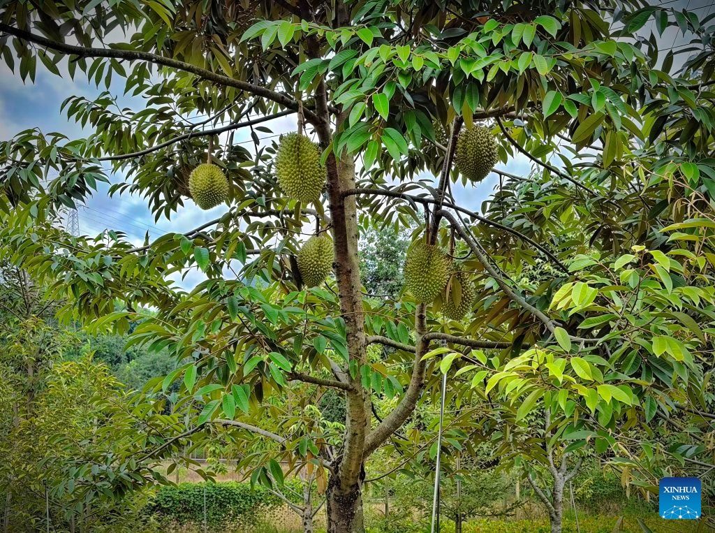 trung-quoc-thu-hoach-lua-sau-rieng-dau-tien-o-van-nam-sap-ra-thi-truong.jpg