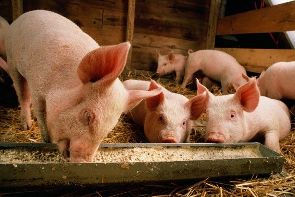 world-animal-protection-16327282.jpg